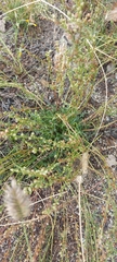 Artemisia monostachya