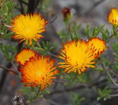 Drosanthemum bicolor