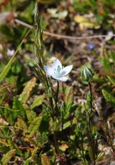 Lomatogonium carinthiacum