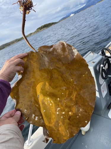 Atlantic Kelp