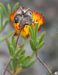 Drosanthemum bicolor