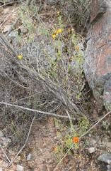 Drosanthemum bicolor