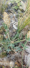 Astragalus lupulinus