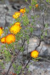 Drosanthemum bicolor