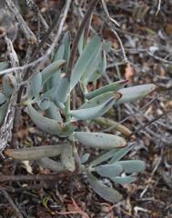 Cotyledon orbiculata orbiculata