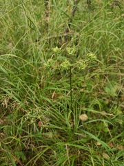 Ostericum tenuifolium