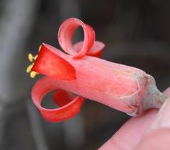 Cotyledon orbiculata orbiculata