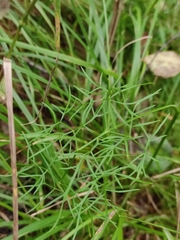 Ostericum tenuifolium
