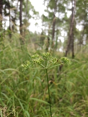 Ostericum tenuifolium