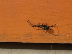 Latrodectus hesperus