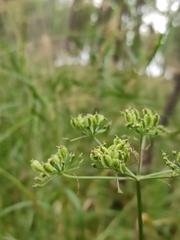 Ostericum tenuifolium