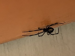 Latrodectus hesperus