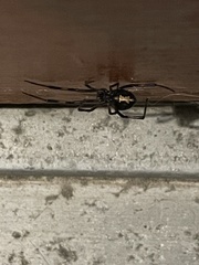 Latrodectus hesperus