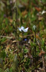 Lomatogonium carinthiacum
