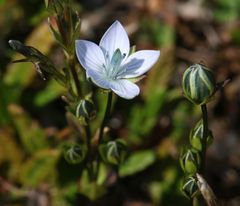 Lomatogonium carinthiacum
