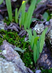 Oxalis monophylla stenophylla