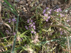 Thymus dzevanovskyi