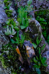 Oxalis monophylla stenophylla