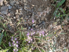Thymus dzevanovskyi