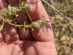 Thymus dzevanovskyi