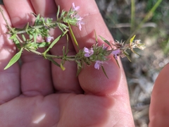 Thymus dzevanovskyi
