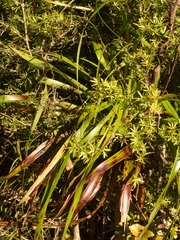 Dracophyllum elegantissimum