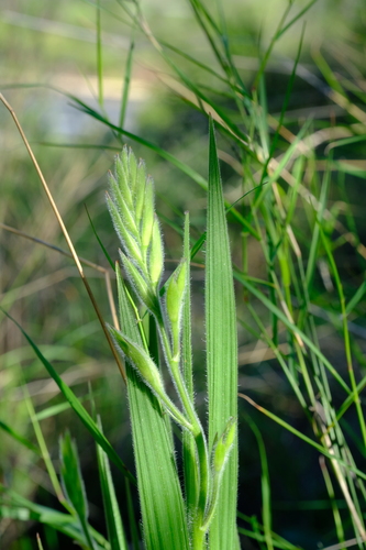 Purpletube Bobbejaantjie (Babiana tubaeformis)