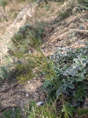 Psephellus declinatus