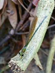 Vestalis nigrescens