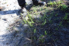 Dischisma ciliatum ciliatum