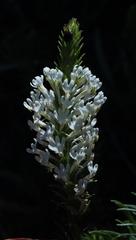 Dischisma ciliatum ciliatum