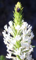 Dischisma ciliatum ciliatum