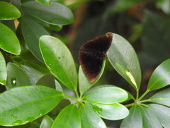 Rohana parisatis staurakius