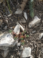 Euphorbia petrophila