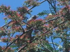 Crithagra gularis endemion