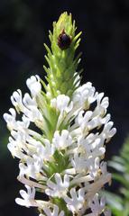 Dischisma ciliatum ciliatum