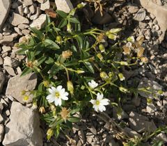 Cerastium carinthiacum