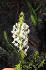 Rhipicephalus evertsi