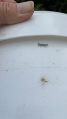 Yponomeuta malinellus