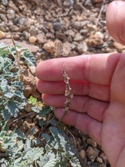 Scutellaria orientalis orientalis