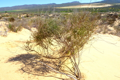 Wahlenbergia asparagoides