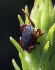 Rhipicephalus evertsi