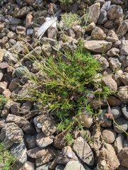 Asperula supina caespitans