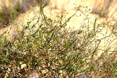 Wahlenbergia asparagoides