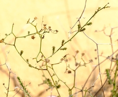 Wahlenbergia asparagoides