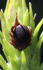 Rhipicephalus evertsi