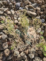 Odontarrhena obtusifolia