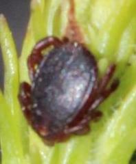 Rhipicephalus evertsi