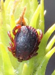 Rhipicephalus evertsi