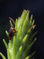 Rhipicephalus evertsi